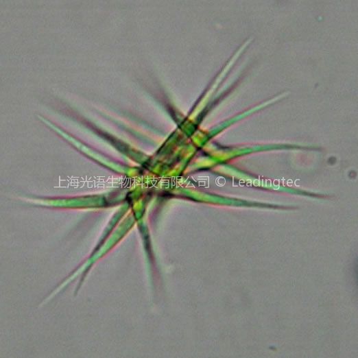 Ankistrodesmus Ankistrodesmus