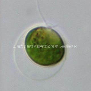 萊茵衣藻 Chlamydomonas 萊茵衣藻 Chlamydomonas