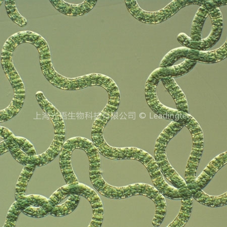 Spirulina platensis4