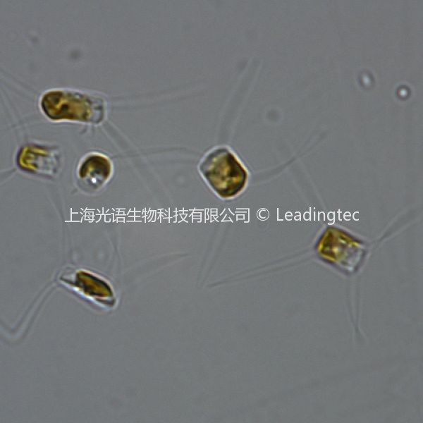 Chaetoceros curvisetus Cleve-100x