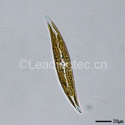 舟形藻科的斜紋硅藻 Pleurosigma sp. 舟形藻科的斜紋硅藻 Pleurosigma sp.
