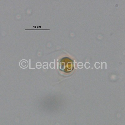 大洋橋石藻 無殼-油鏡(Gephyrocapsa oceanica Kamptner) 大洋橋石藻 無殼-油鏡(Gephyrocapsa oceanica Kamptner)