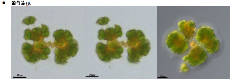 葡萄藻sp. 葡萄藻sp.