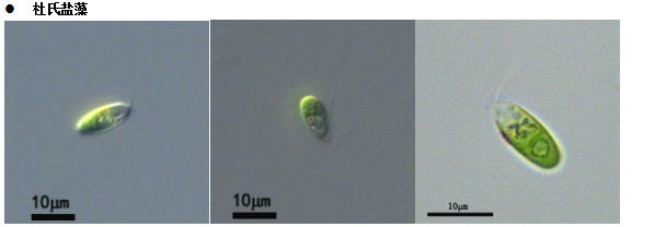 杜氏鹽藻(GY-H41 Dunaliella salina) 杜氏鹽藻(GY-H41 Dunaliella salina)
