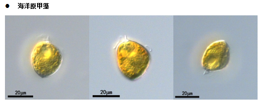 海洋原甲藻(GY-H61Scrippsiella mochoidea) 海洋原甲藻(GY-H61Scrippsiella mochoidea)