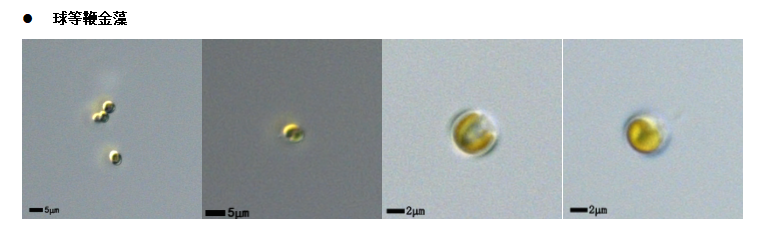 球等鞭金藻(GY-D66Isochrysis galbana) 球等鞭金藻(GY-D66Isochrysis galbana)