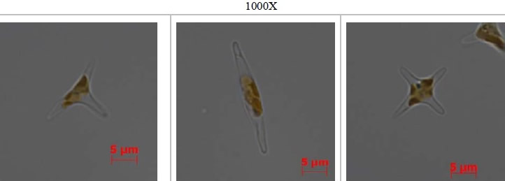 Phaeodactylum tricornutum