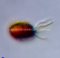 大溪地球等鞭金藻 GY-H7 Isochrysis galbana daxidi 大溪地球等鞭金藻 GY-H7 Isochrysis galbana daxidi