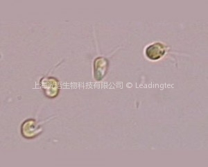 湛江等鞭金藻 Isochrysis zhangjiangensis 湛江等鞭金藻 Isochrysis zhangjiangensis