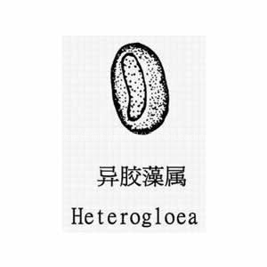 異膠藻(heterogloea)