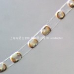 Skeletonema costatum中肋骨條藻 Skeletonema costatum中肋骨條藻