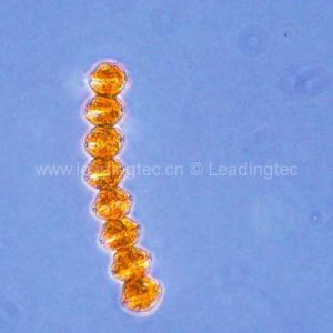 鏈狀亞歷山大藻 (GY-H25 Alexandrium catenella)