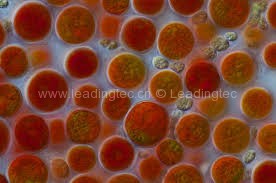 微藻“保安”,把藥物護送到血液