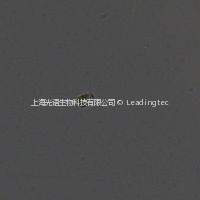 Chaetoceros curvisetus Cleve-10X