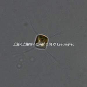 Chaetoceros gracilis-100X-1