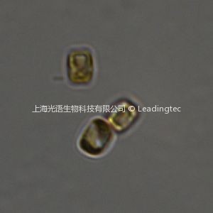 偽矮海鏈藻 Thalassiosira pseudonana