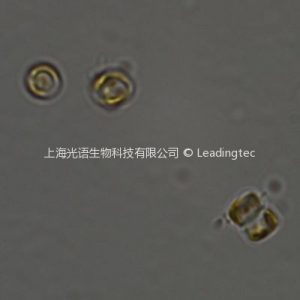 偽矮海鏈藻 Thalassiosira pseudonana