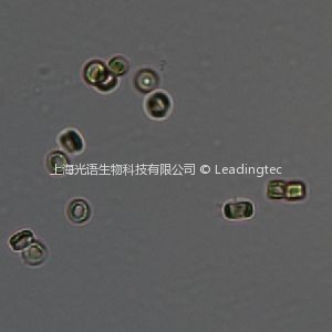 偽矮海鏈藻 Thalassiosira pseudonana