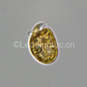 強壯前鉤藻 Amphidinium carterae Hulburt