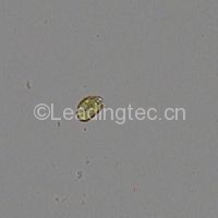 強壯前鉤藻 Amphidinium carterae Hulburt