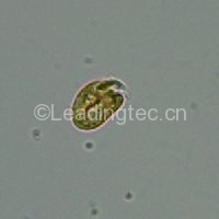 強壯前鉤藻 Amphidinium carterae Hulburt