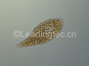 Chattonella marina 2