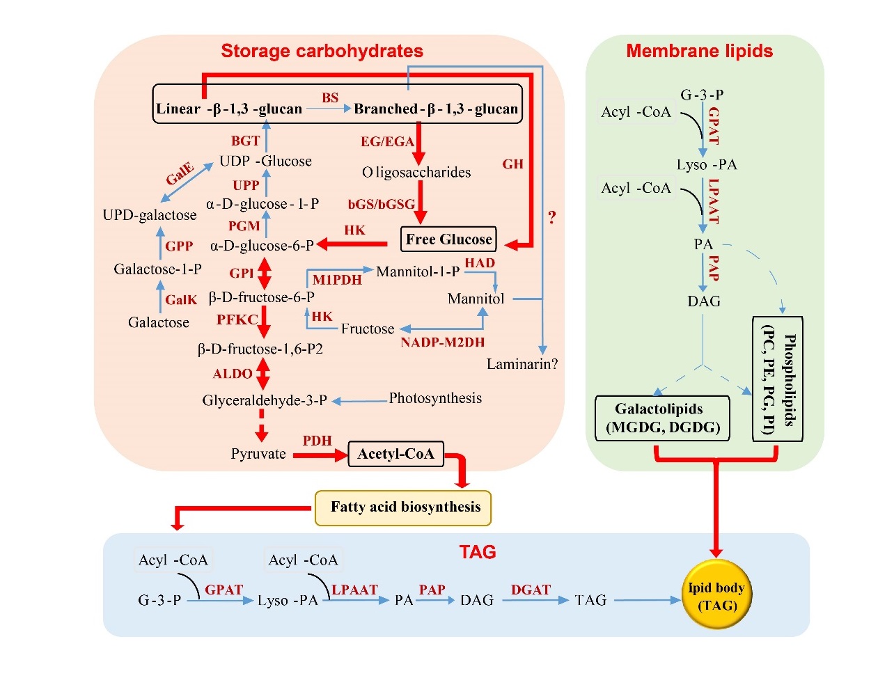 工業(yè)微藻產(chǎn)油過(guò)程中碳源分配