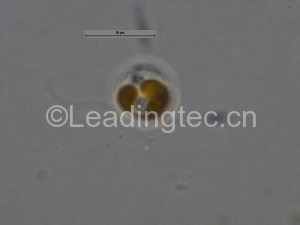 大洋橋石藻 無殼-油鏡(Gephyrocapsa oceanica Kamptner)