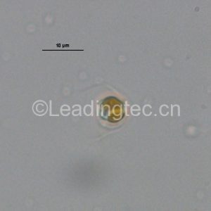 大洋橋石藻 無殼-油鏡(Gephyrocapsa oceanica Kamptner)