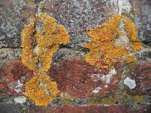 地衣 空氣質(zhì)量的指標(biāo)生物