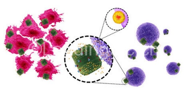 硅藻載體化療癌細胞