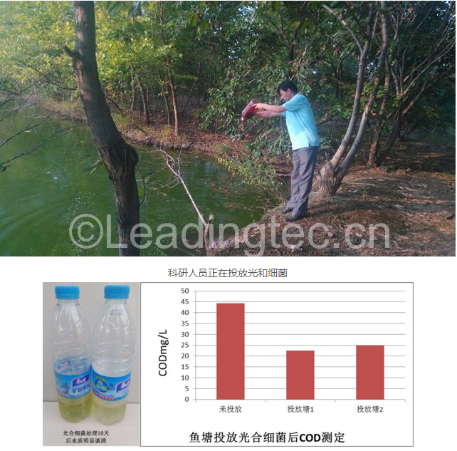 投放光和細菌10天后魚塘水質(zhì)明顯變好，死魚現(xiàn)象消除