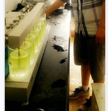 藍(lán)藻“絕育”