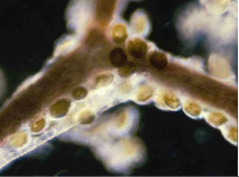 附著在基質上的岡比亞藻