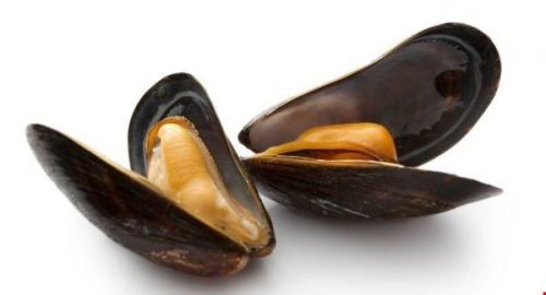 舊金山灣貝類遭污染，毒素濃度超標(biāo)