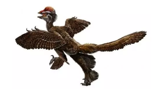 四翼恐龍-赫氏近鳥(niǎo)龍