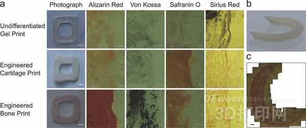 藻酸鹽能為生物3D打印提供更多優(yōu)勢(shì)