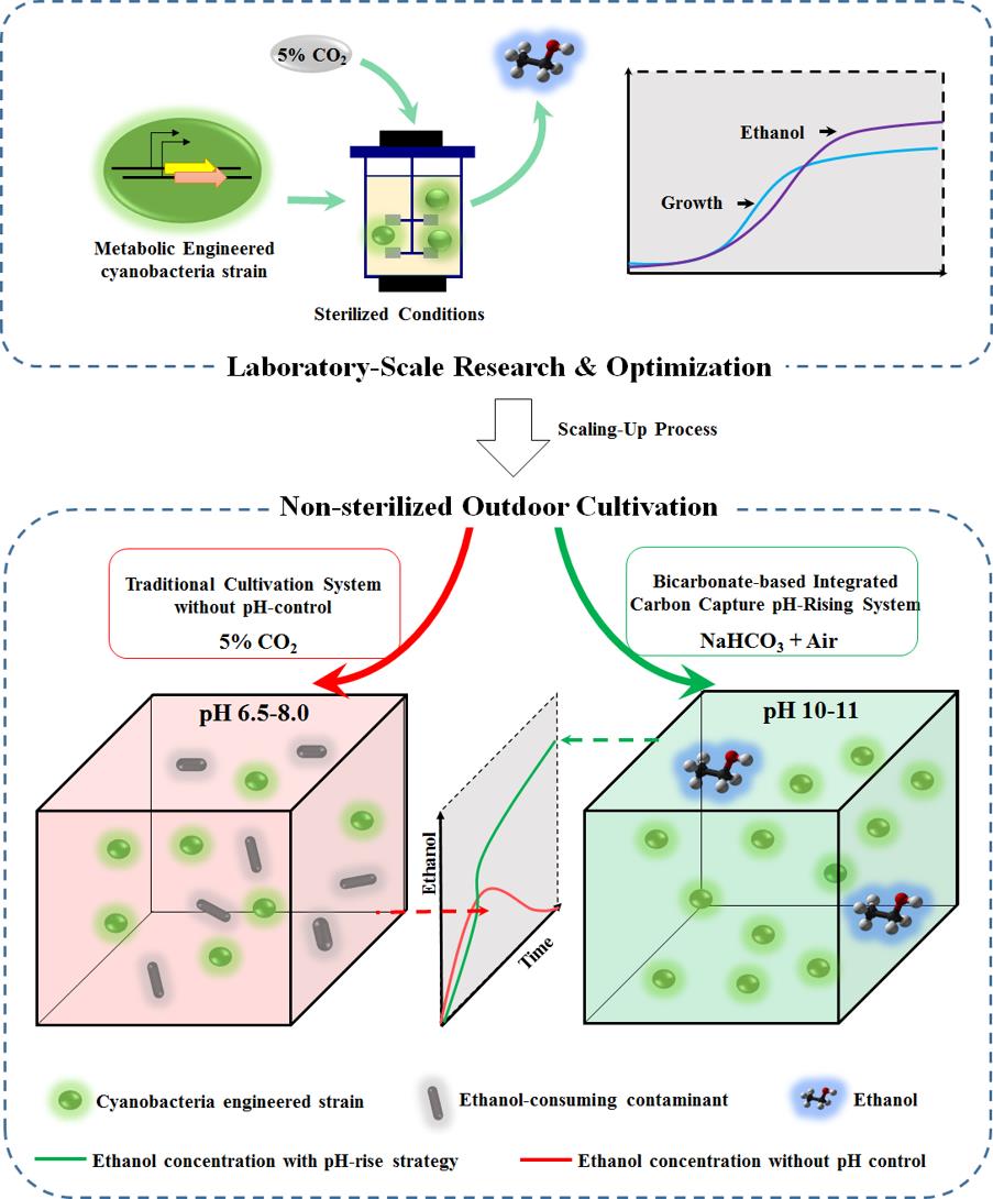 圖1. 采用BICCS補(bǔ)碳策略提高培養(yǎng)體系pH值以抑制雜菌污染并恢復(fù)乙醇合成