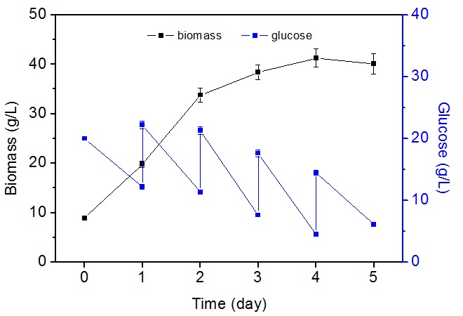 圖2 黃絲藻的流加異養(yǎng)發(fā)酵