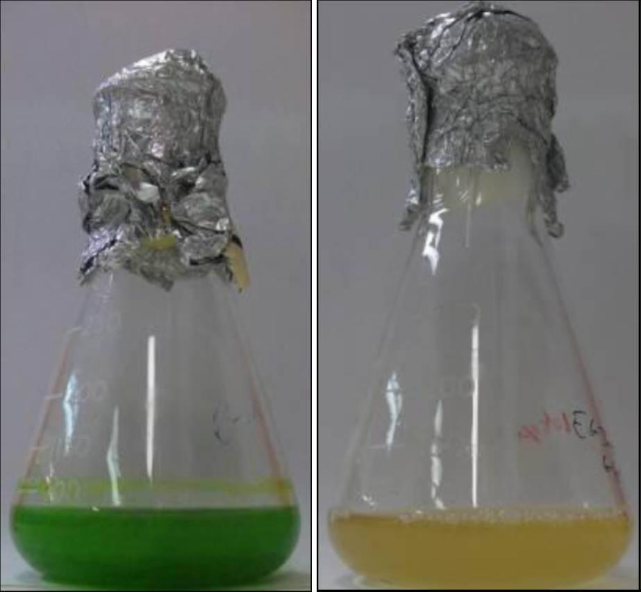 圖19.小眼蟲在光養(yǎng)條件下顯現(xiàn)綠色和而在無光異養(yǎng)的情況下會出現(xiàn)綠色全無的情況（Rob Field，2014）