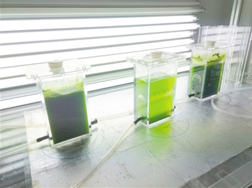 正在進行光合作用的微藻