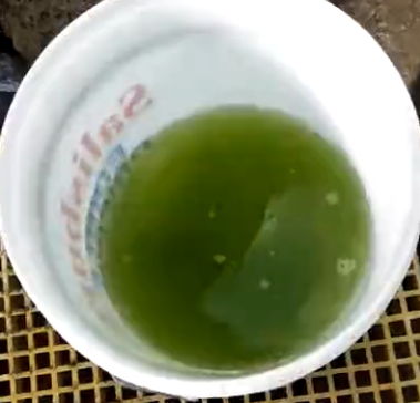 藻團經過7天擴培后的水