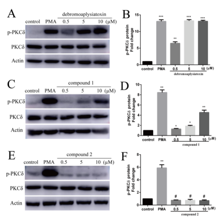 Effect of debromoaplysiatoxin, compounds 1?and?2?on phosphor-PKCδ expression in HepG2 cells. (A), (C), (E)?Cells were treated with indicated concentration (0.5 μM, 5 μM, 10 μM) of?debromoaplysiatoxin, compounds 1?and 2, PMA (0.1 μM) for 1 h and the expression of?p-PKCδ protein was determined to use cell lysates by western blotting. The pictures of (B),?(D) and (F) are the corresponding statistical data results.