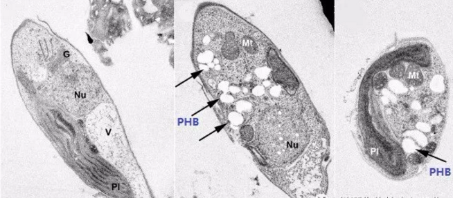 藻細(xì)胞的電鏡照（左邊圖為正常藻細(xì)胞，中間和右邊圖為產(chǎn)生PHB的藻細(xì)胞，白色顆粒即PHB）