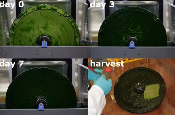 微藻貼壁養(yǎng)殖技術(shù)