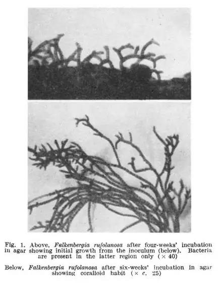 碲酸鉀作為分離藻類中的抑菌劑