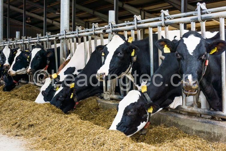 禽畜類食用海藻幫助提高免疫力應(yīng)對氣候變化