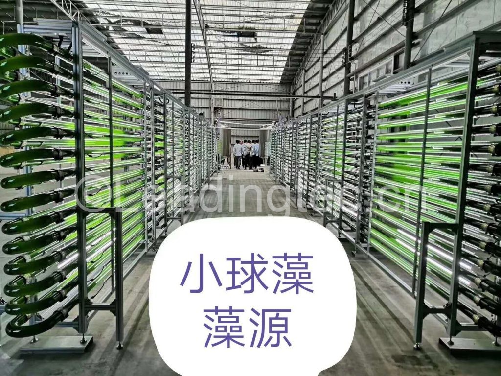 小球藻管道配專用光源