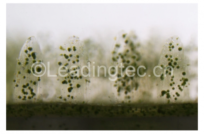 生物打印珊瑚 比天然珊瑚更有利于共生藻的生長(zhǎng)