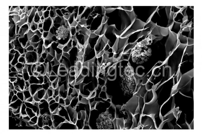 生物打印珊瑚 比天然珊瑚更有利于共生藻的生長(zhǎng)